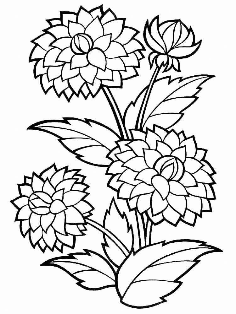 Free Dahlia Flowers