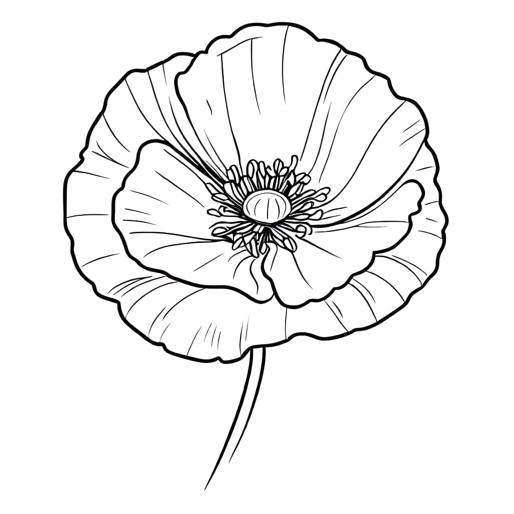 A Poppy Flower coloring page - Download, Print or Color Online for Free