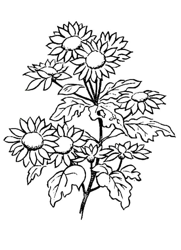 Beautiful Daisies coloring page