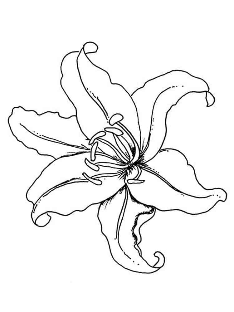 Beautiful Lily coloring page