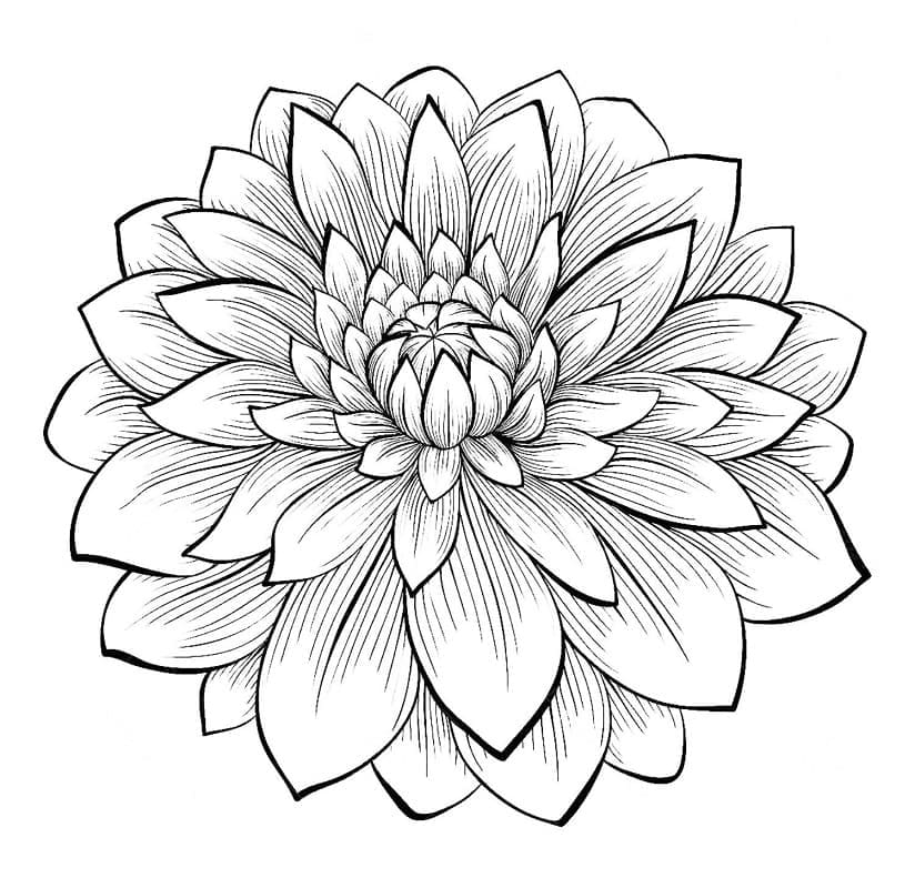 Dahlia Flower coloring page