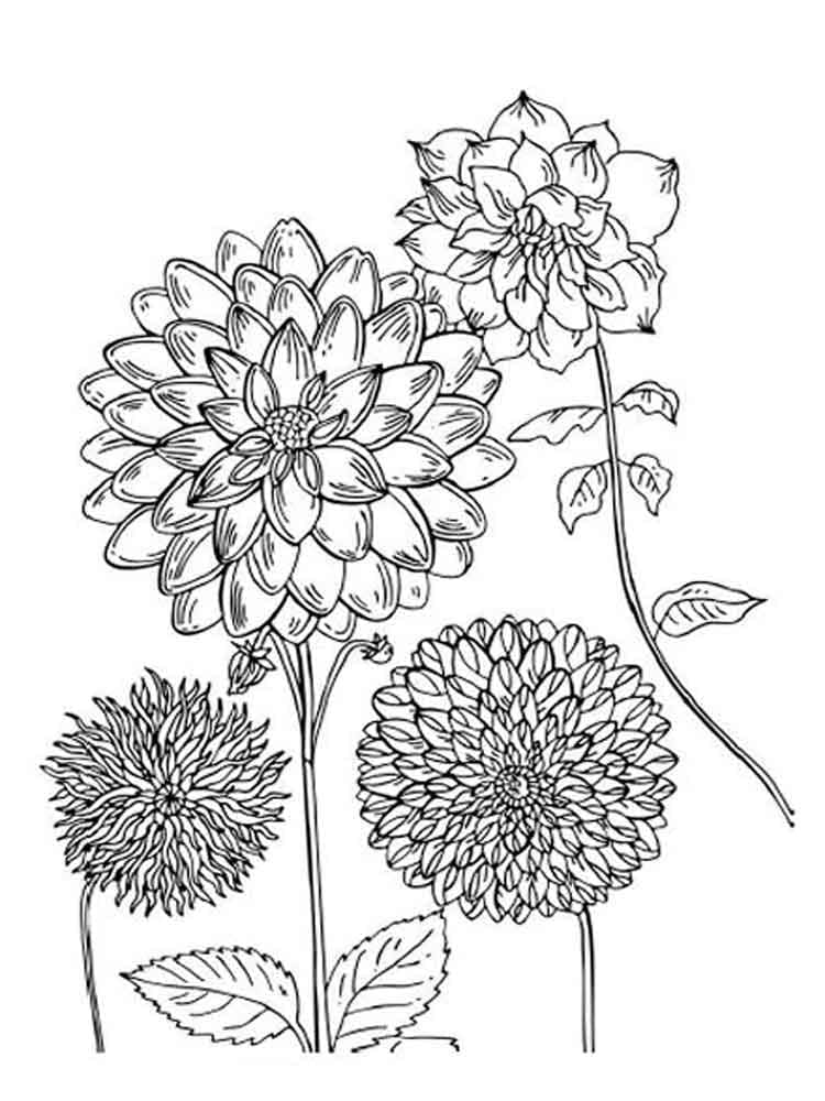 Dahlia Free