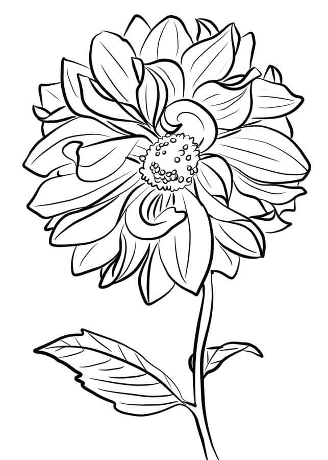 Drawing of Dahlia Flower coloring page