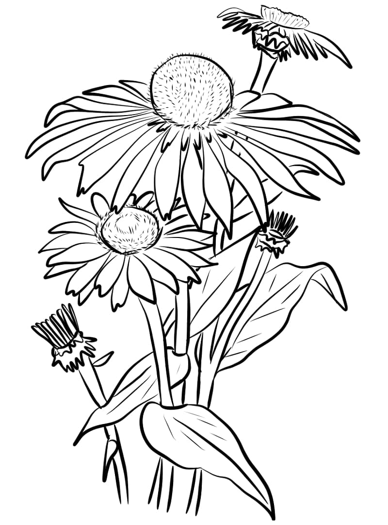 Drawing of Daisies