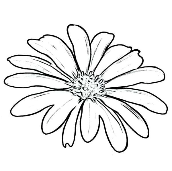 Drawing Of Daisy Flower Coloring Page Download Print Or Color Online For Free 