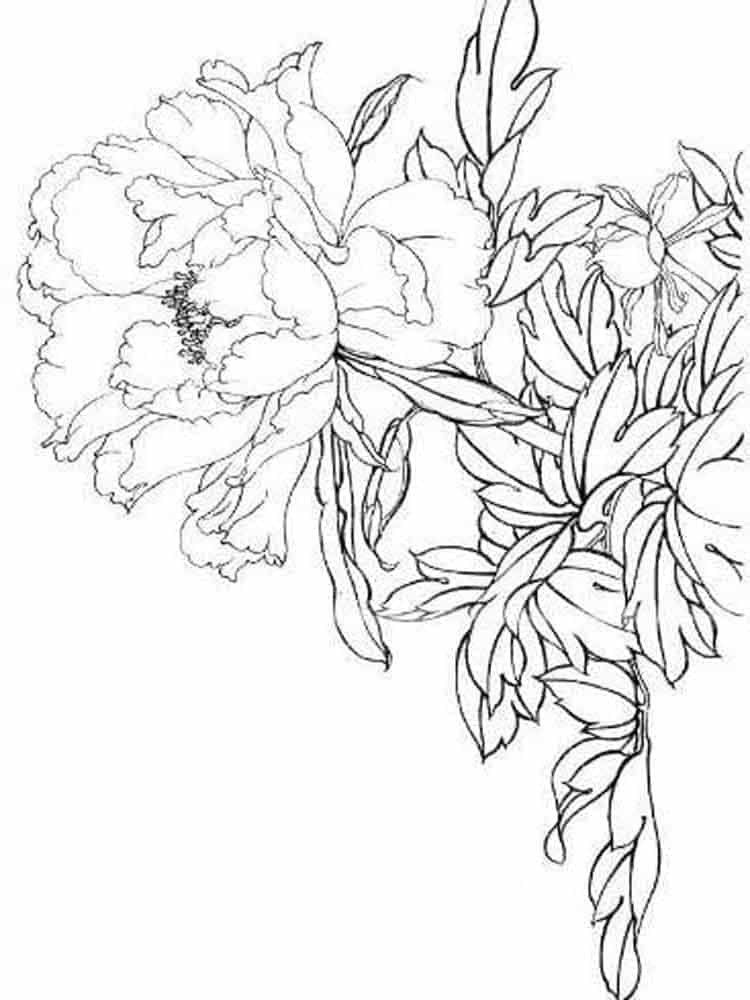 Drawing of Peonies