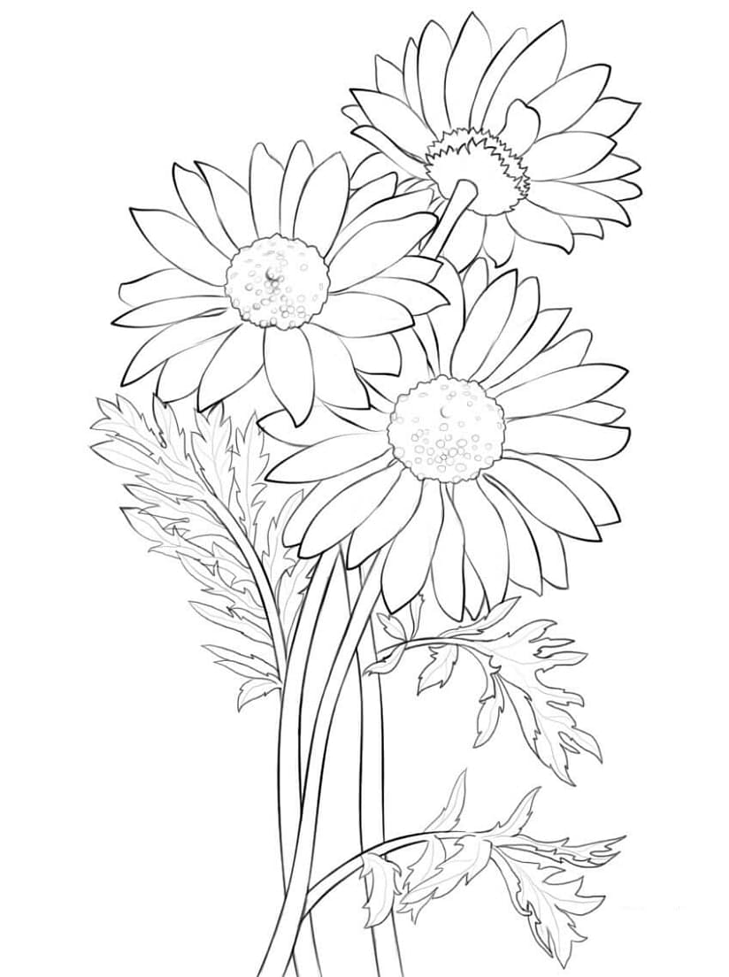 Free Drawing of Daisies coloring page