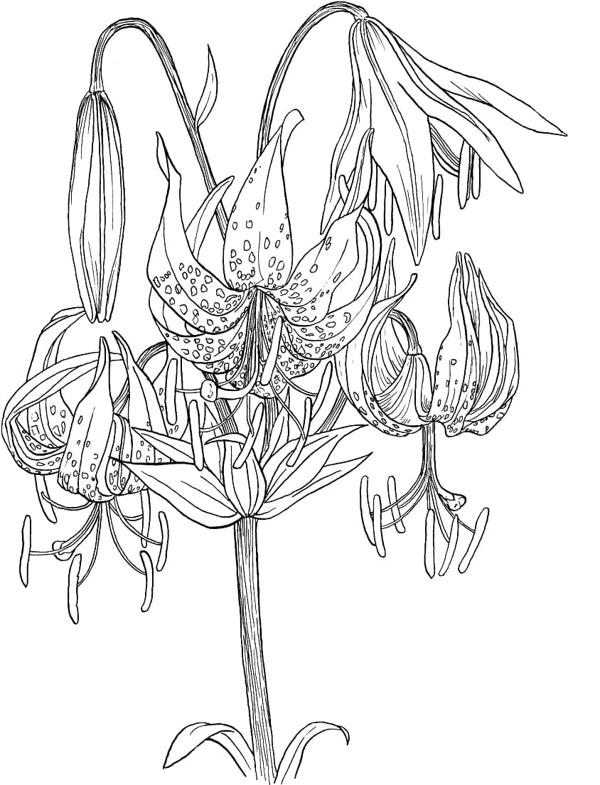 Free Lilies coloring page