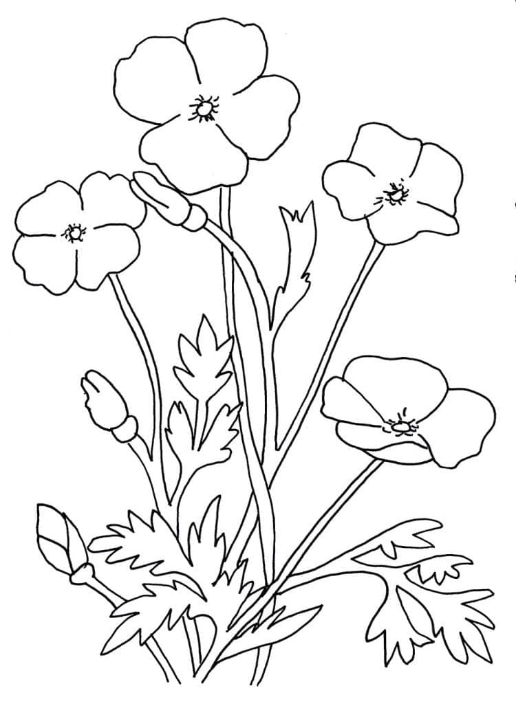 Free Poppies coloring page