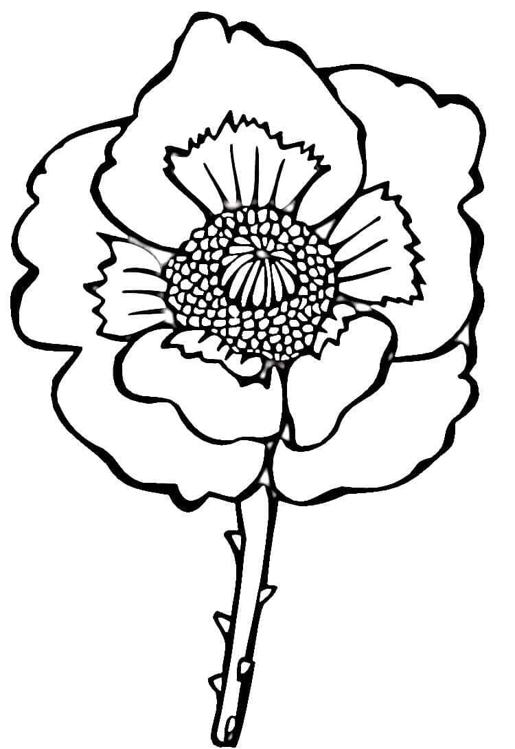 Free Poppy Flower