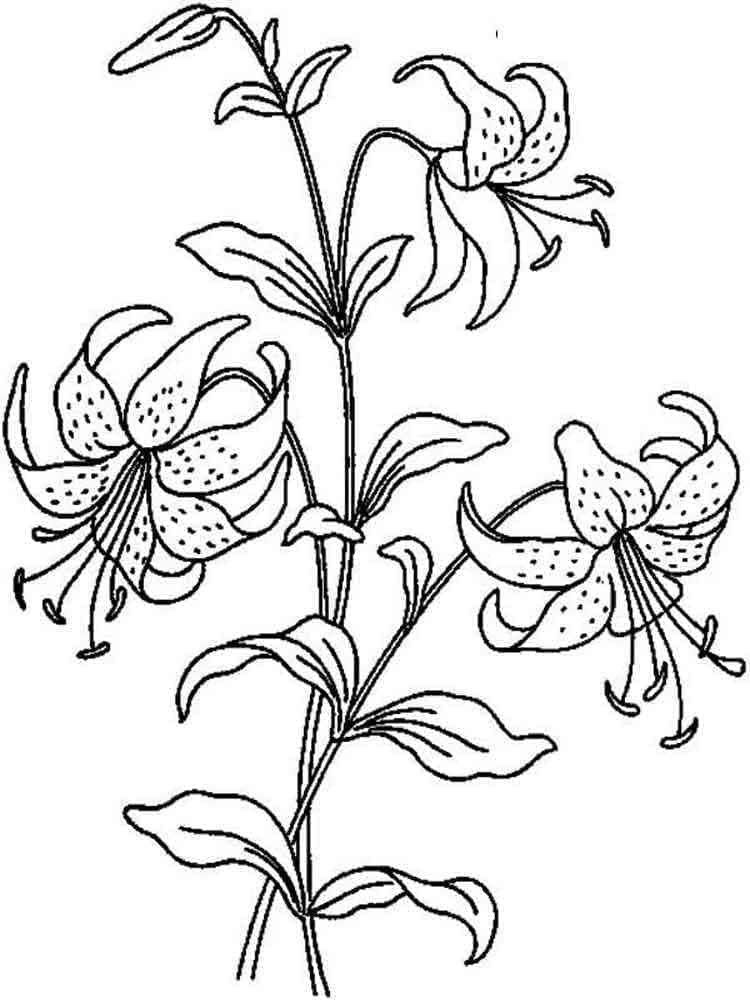 Free Printable Lilies