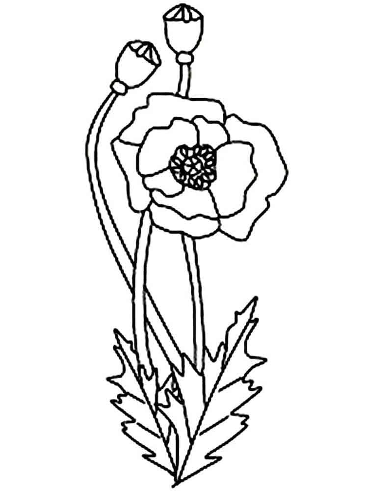 Free Printable Poppy Flower coloring page - Download, Print or Color ...