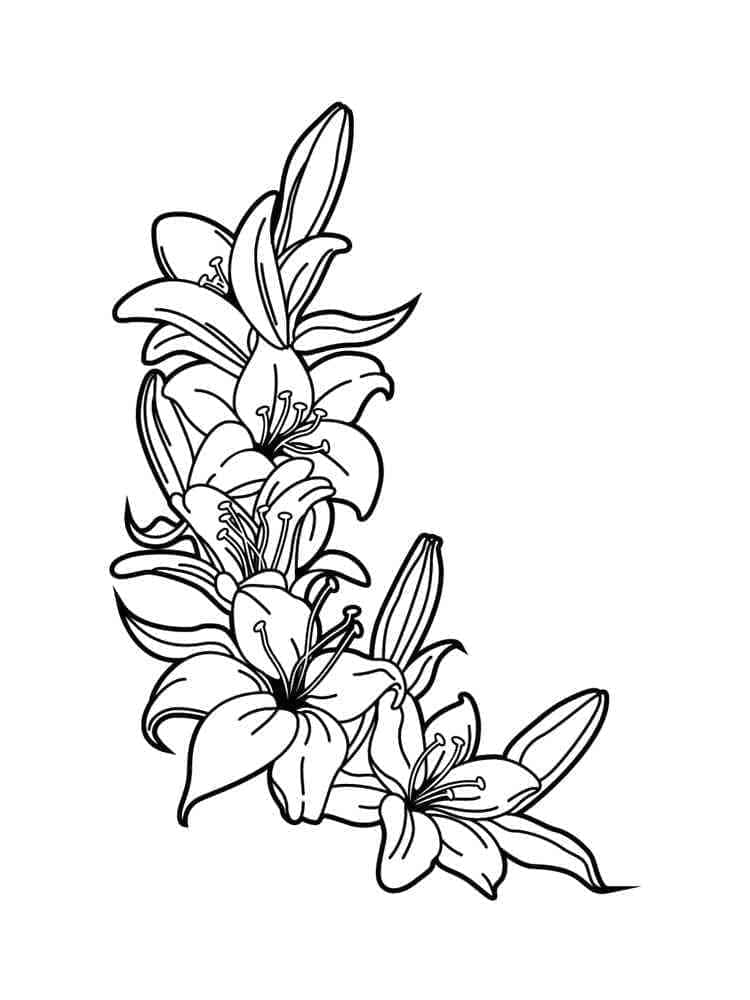 lily flower outline