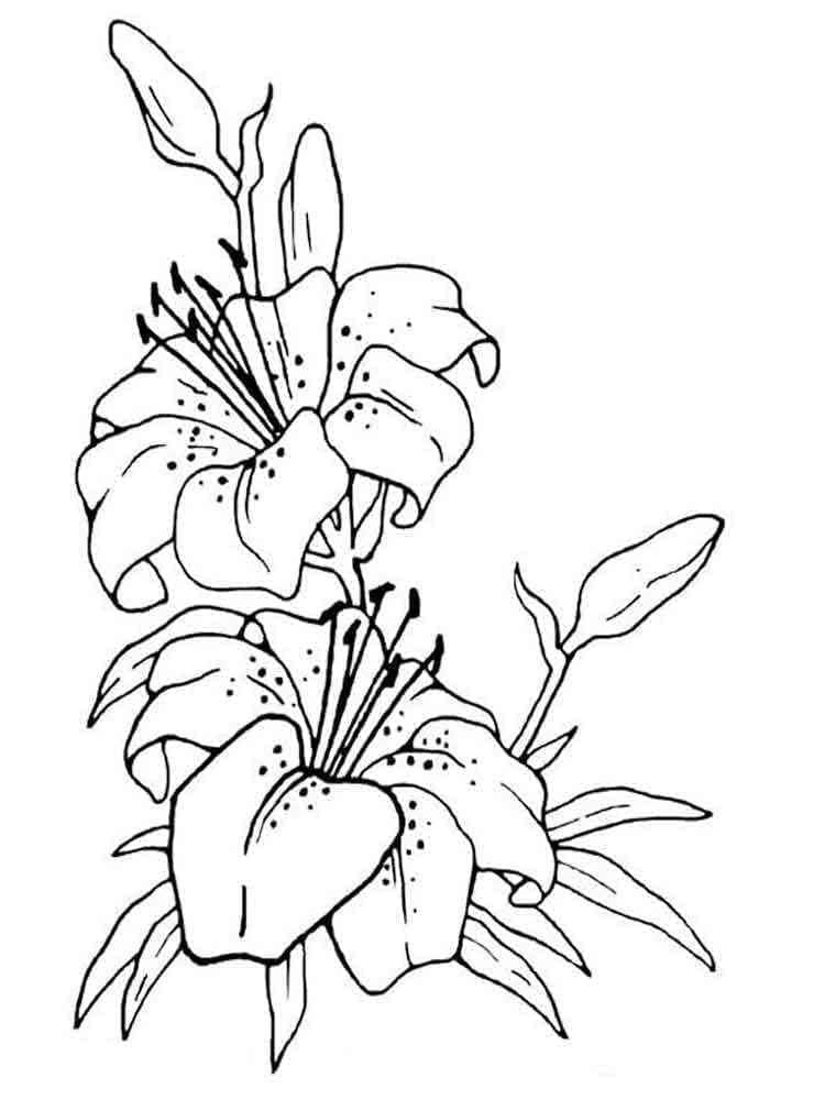 Lilies For Free coloring page