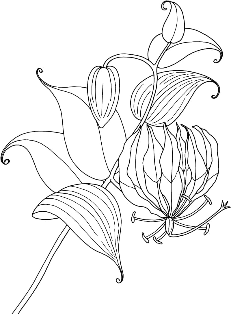 Lilies Image coloring page - Download, Print or Color Online for Free
