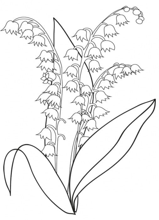 Lily of the Valley - Sheet 1 coloring page - Download, Print or Color ...