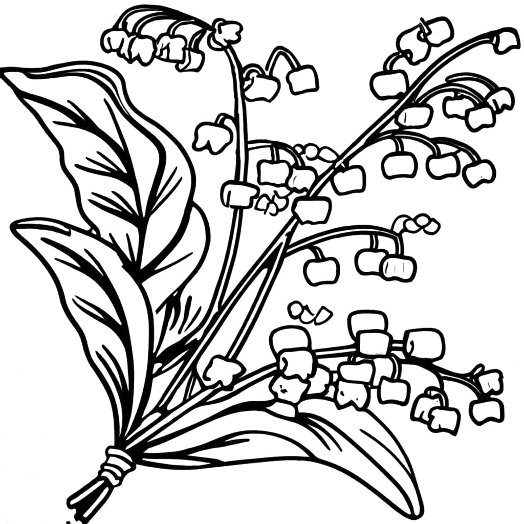 Lily of the Valley - Sheet 2 coloring page - Download, Print or Color ...