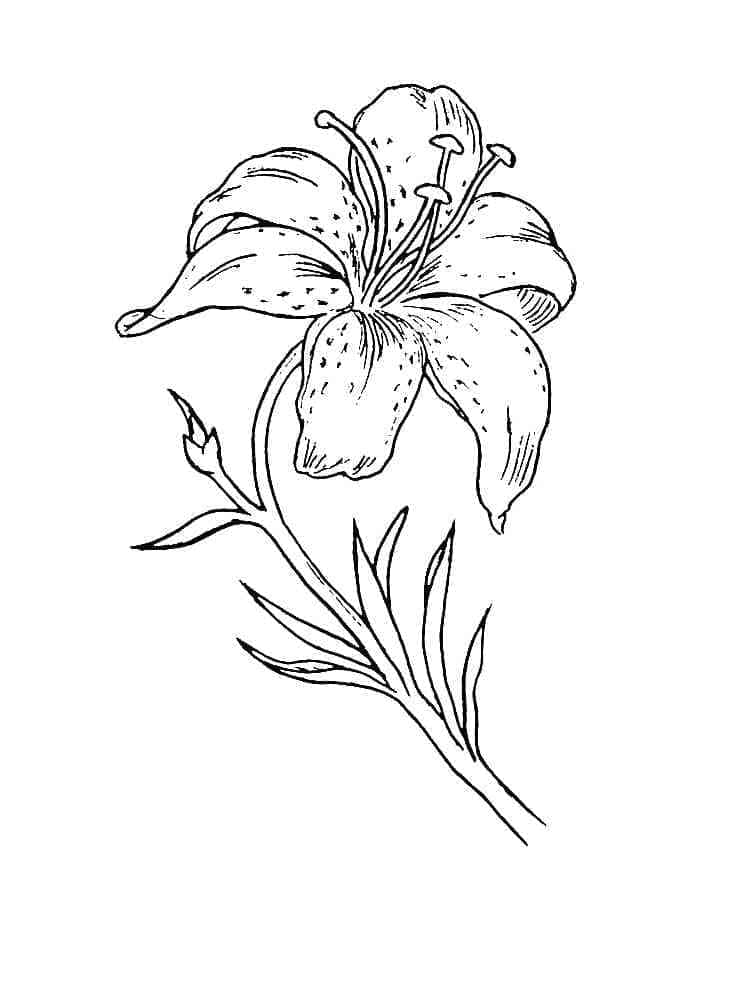 Nice Lily coloring page