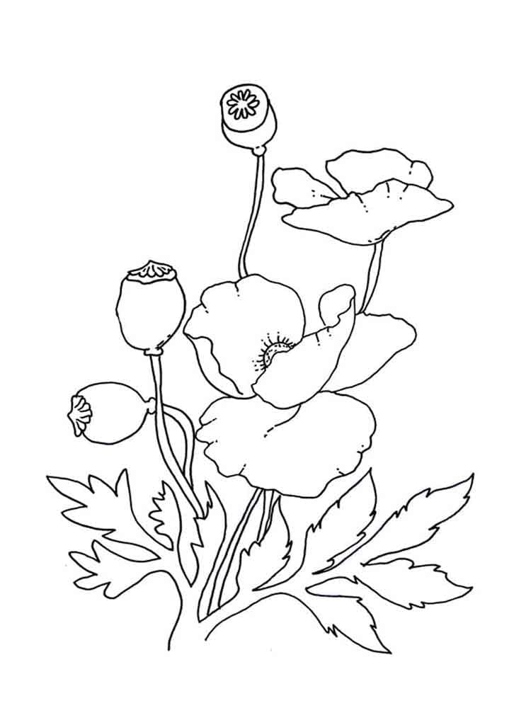 Nice Poppies coloring page