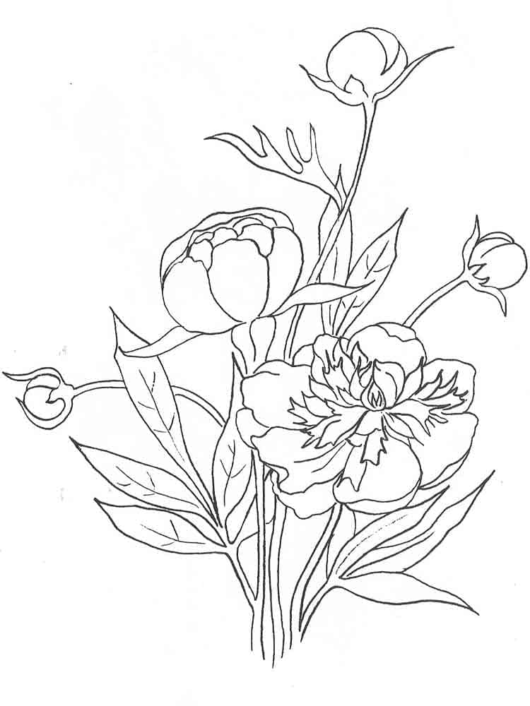 Peonies Image