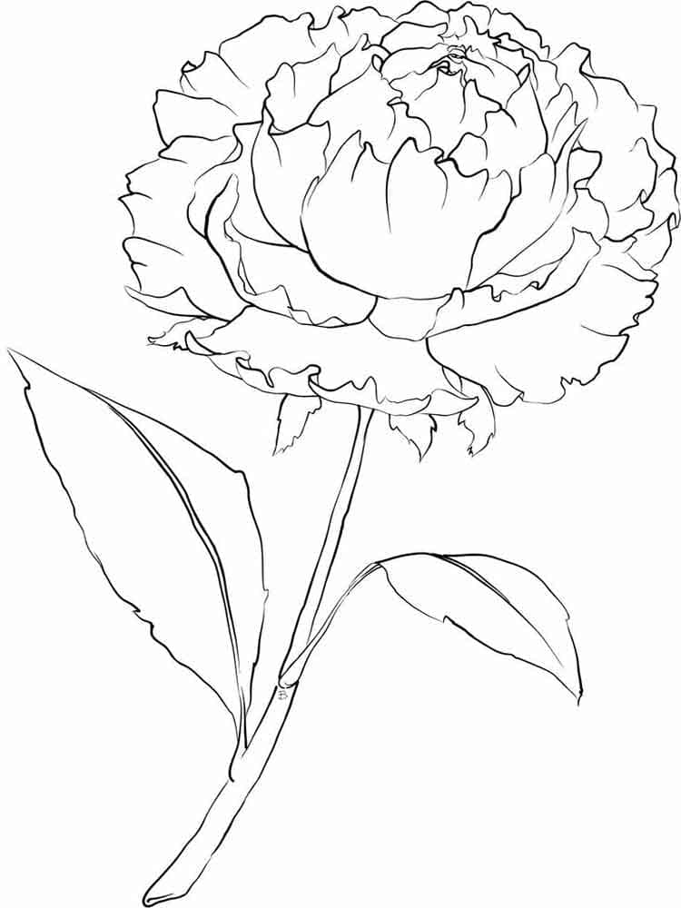 Peony Image