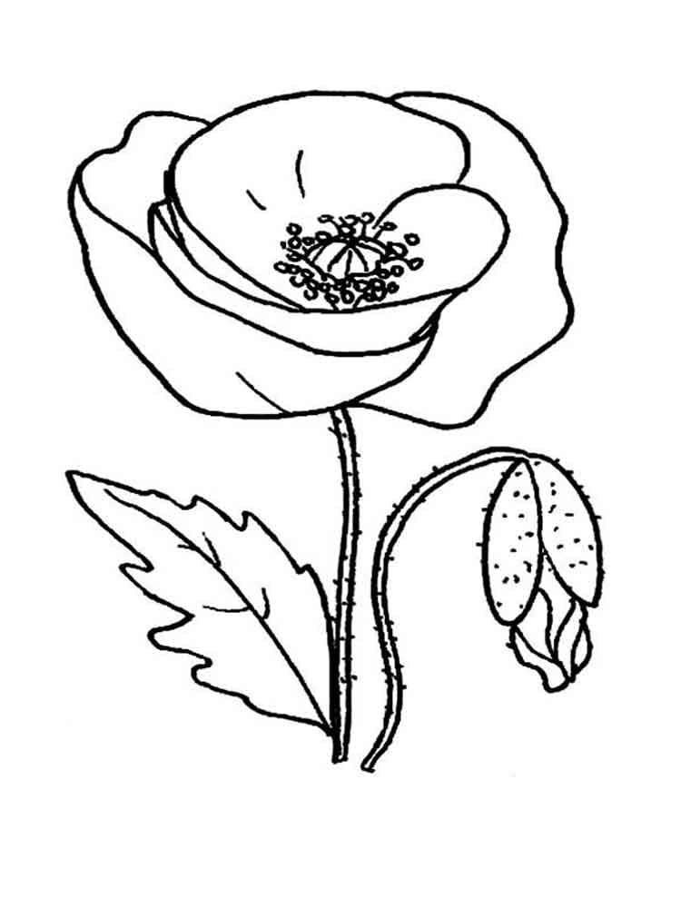 Poppy Flower Printable coloring page - Download, Print or Color Online ...
