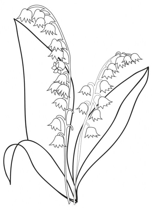 Pretty Lily of the Valley coloring page