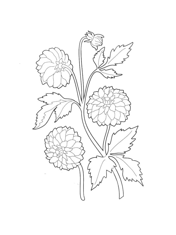 print-dahlia-coloring-page-download-print-or-color-online-for-free