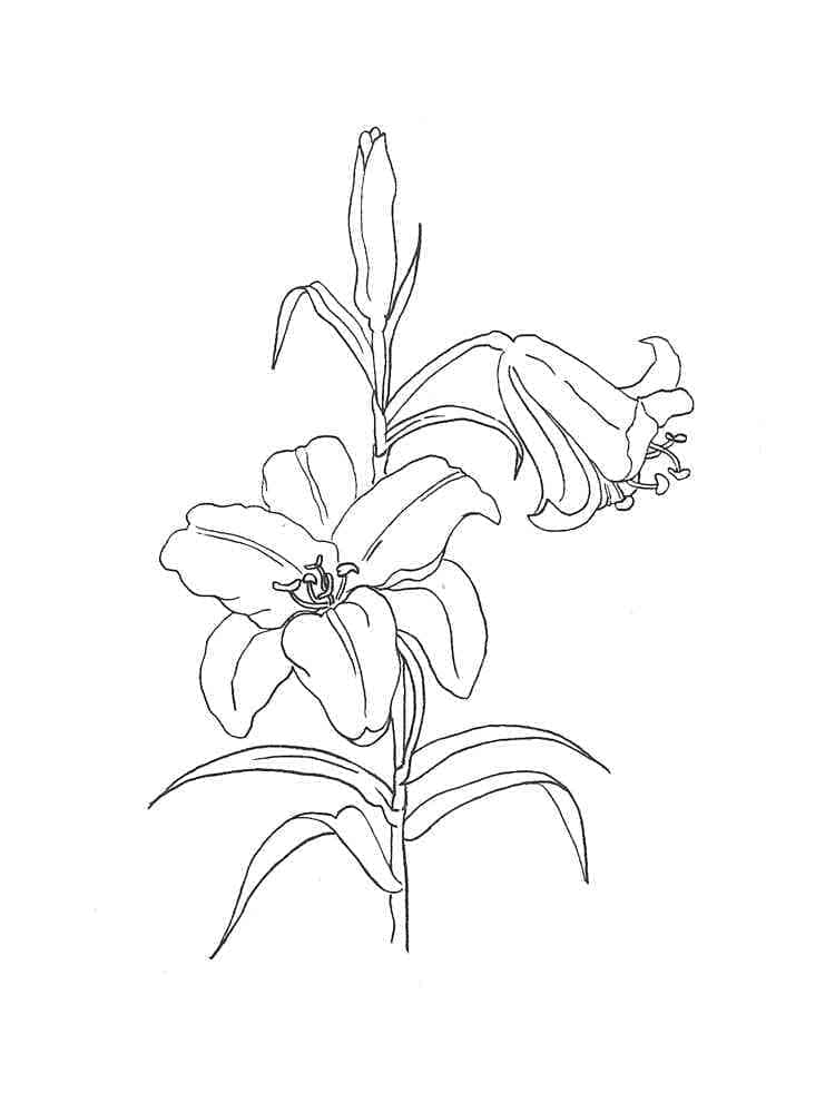 Print Lilies Flowers coloring page