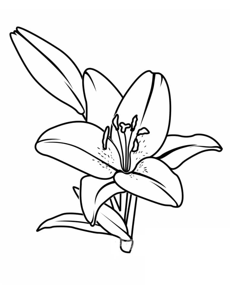 Print Lily coloring page