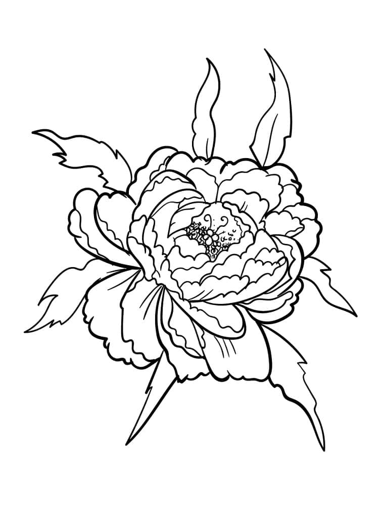 Print Peony Flower