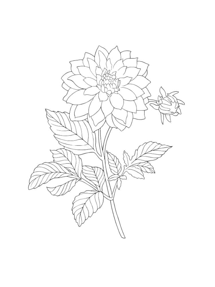 Printable Dahlia