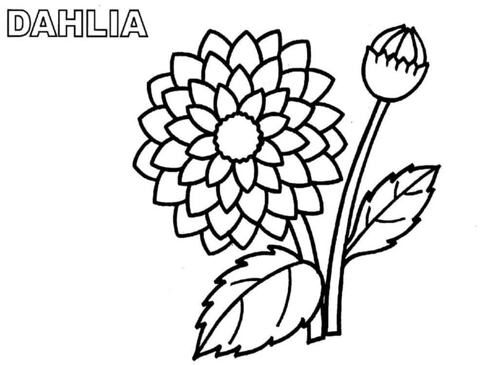 Printable Dahlia Flower coloring page