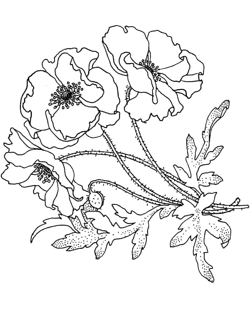 Printable Poppies coloring page