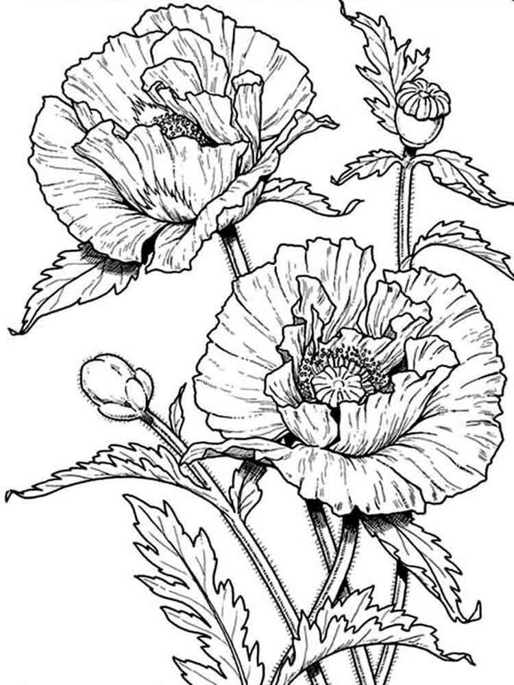 Realistic Poppies coloring page