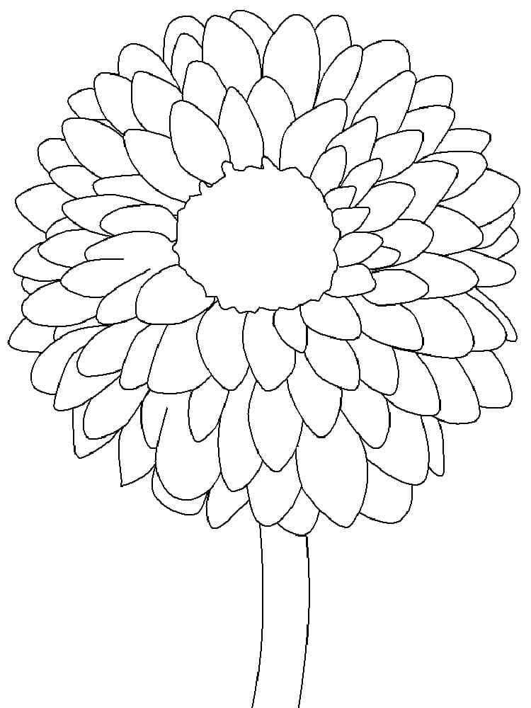 Simple Dahlia Flower