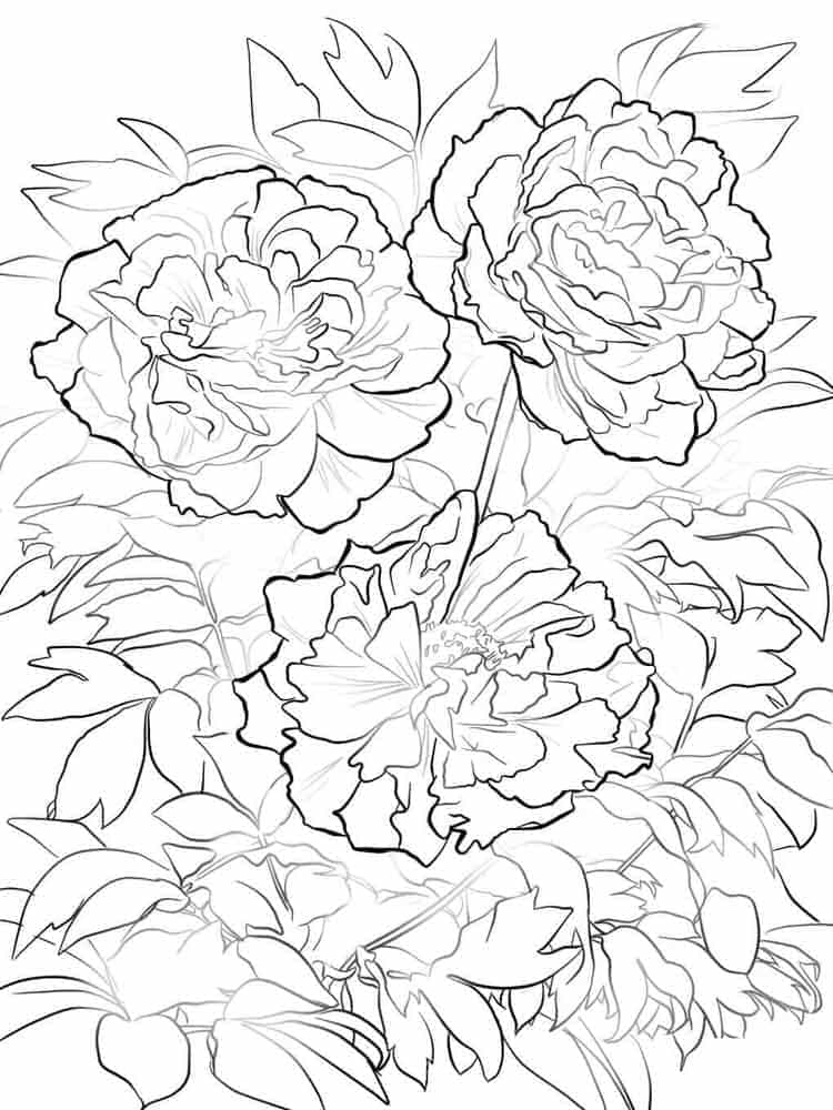 Tree Peony