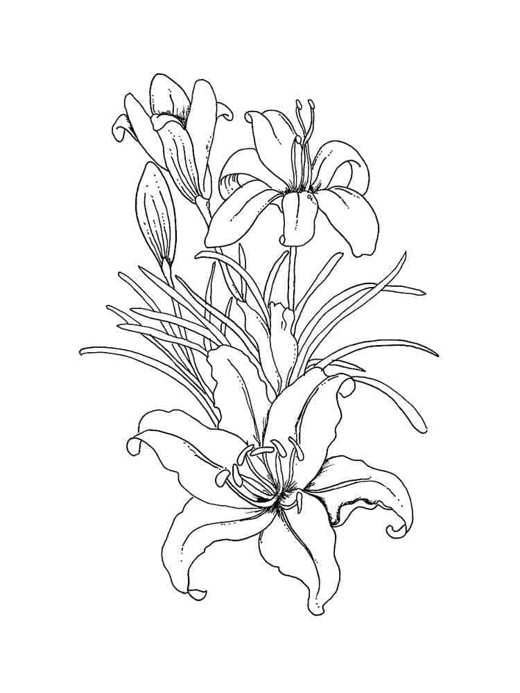 Wonderful Lilies coloring page