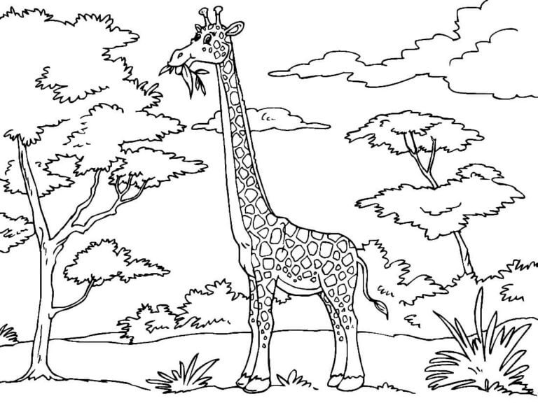 A Giraffe Eats Grass From The Very Top Of a Tree