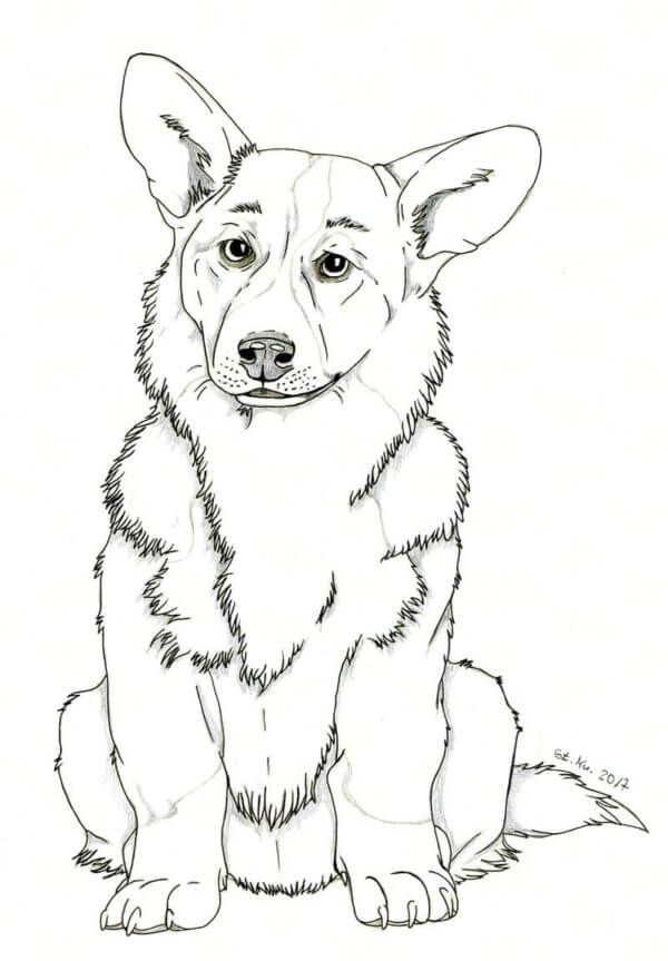 Adult And Smart Corgi coloring page