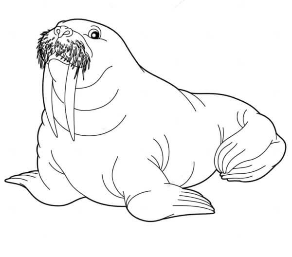 Adult Walrus coloring page