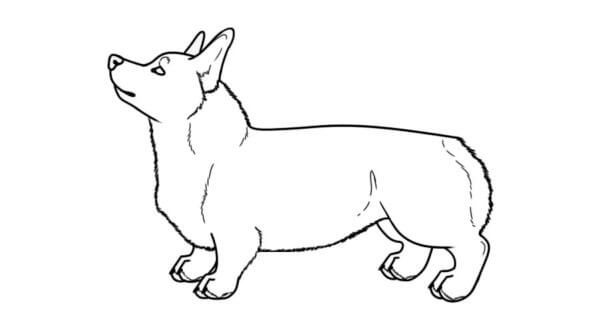 Amazing Corgi coloring page