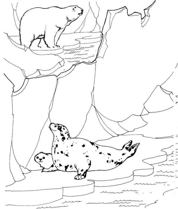 Animals of The Arctic coloring page