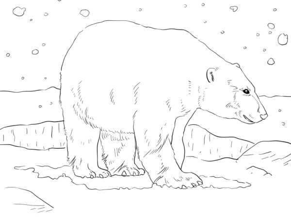 Arctic Snow coloring page