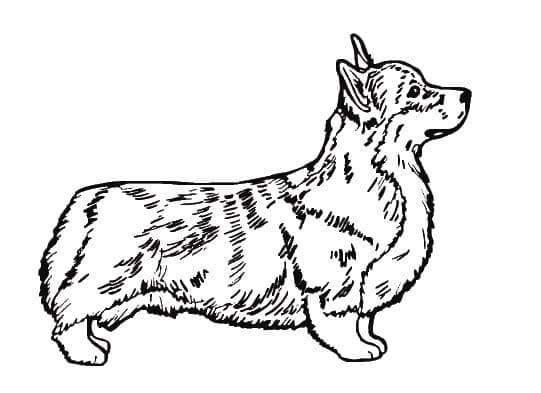 Corgi Free Design coloring page