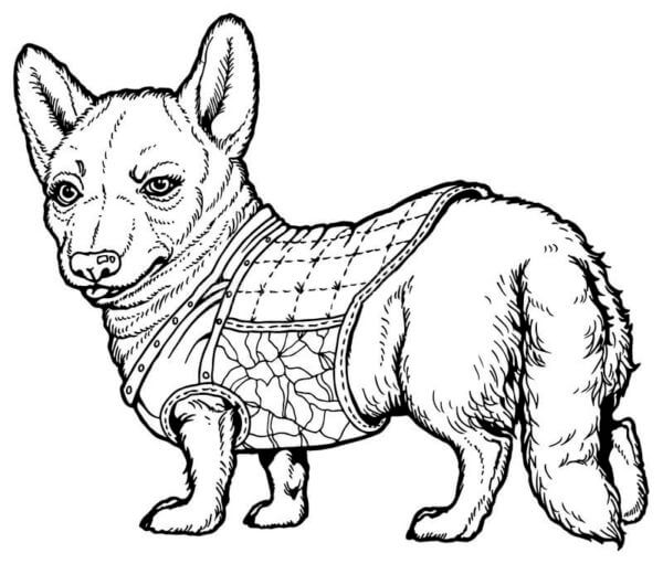 Corgi Was Dressed For The Winter So That She Would Not Freeze coloring page