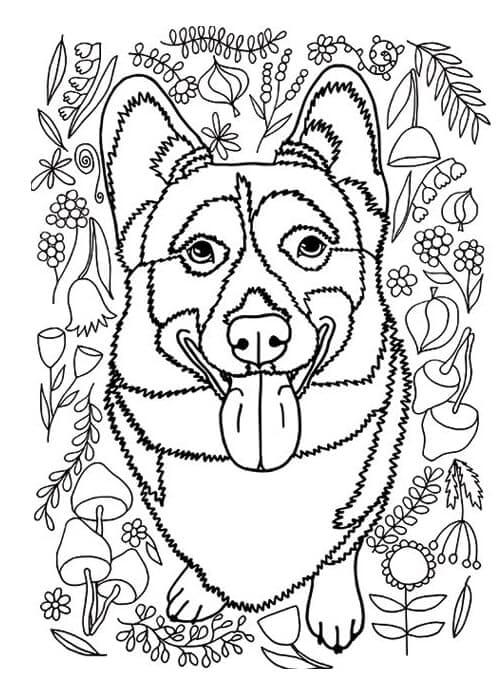 Corgi is for Adult coloring page