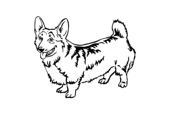 Corgis Get Along With Other Animals coloring page