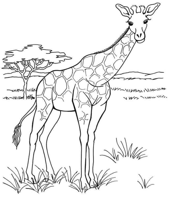 Cute Spotted Inhabitant of Africa coloring page