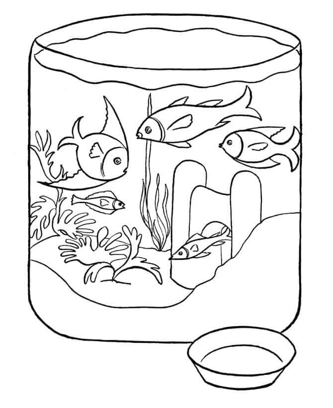 Five Fishes in Aquarium